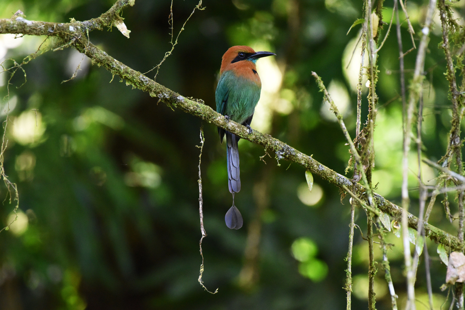image Broad-billed Motmot